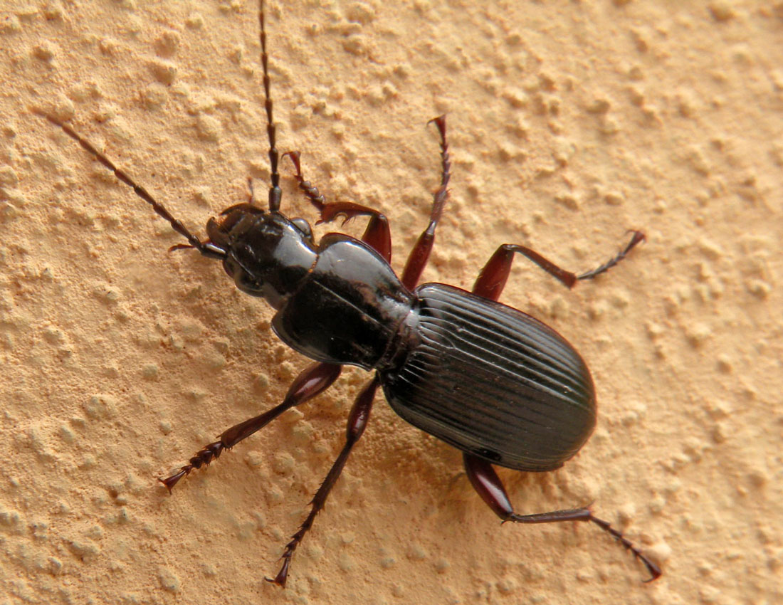 Quasi nero: Pterostichus macer